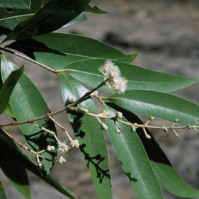 Anbinik flower. Photo: J Wrigley / Australian National Botanic Gardens