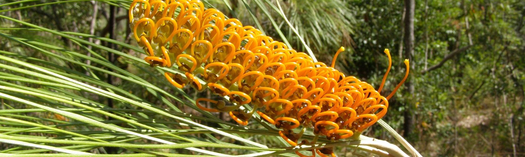 Fern-leaved grevillea. Photo: Geoff Crane