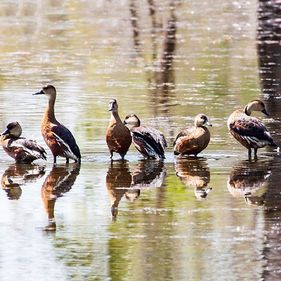 Wandering whistling ducks