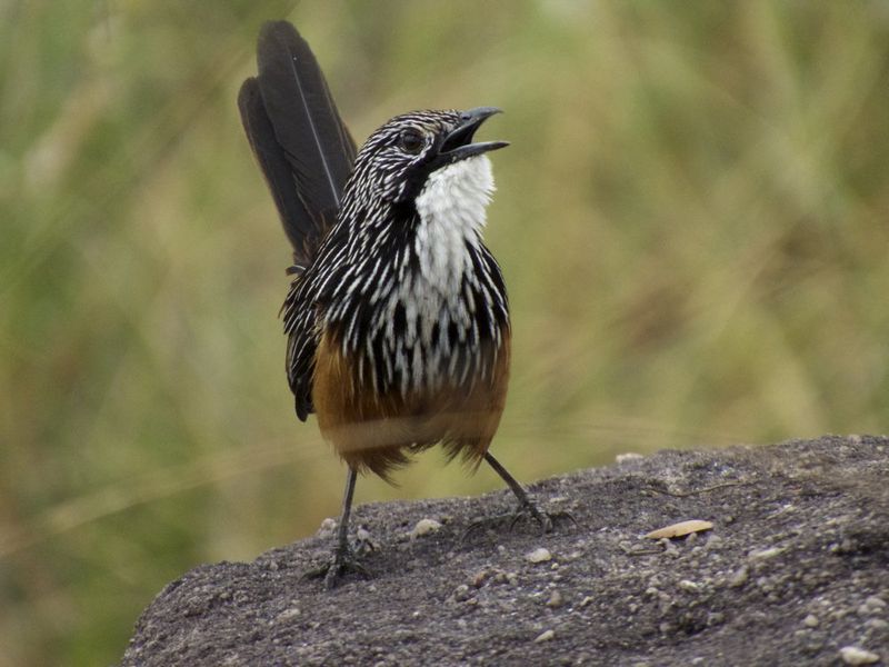 White-throated grasswren. Photo: Luke Paterson.