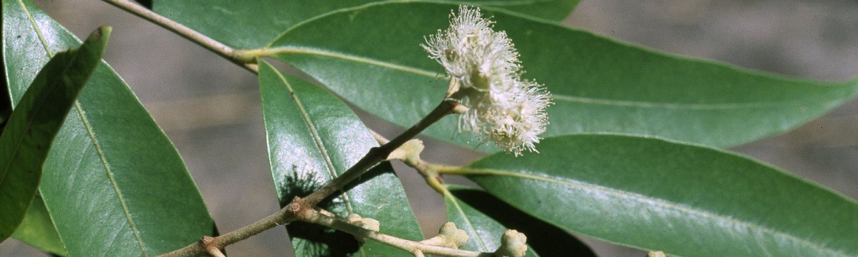 Anbinik flower. Photo: J Wrigley / Australian National Botanic Gardens / [APII](https://www.anbg.gov.au/photo/)