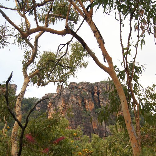 Swamp bloodwood | Kakadu National Park | Parks Australia