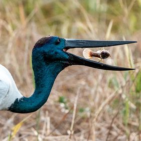 A Jabiru standing in grassland with an open beak, and a small fish caught in it mid air