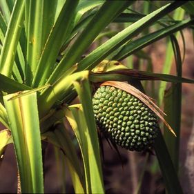 Pandanus tree and fruit