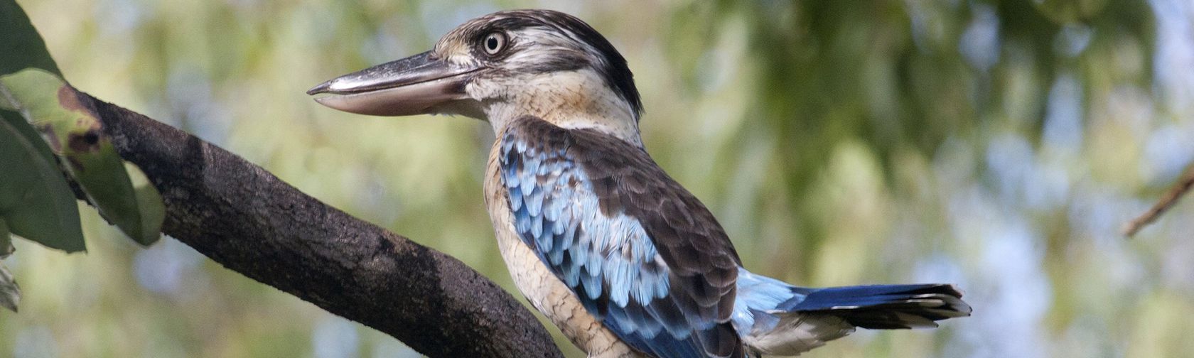 Blue-winged kookaburra. Photo: Luke Paterson