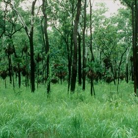 Woodland habitat on the Kungardun walk