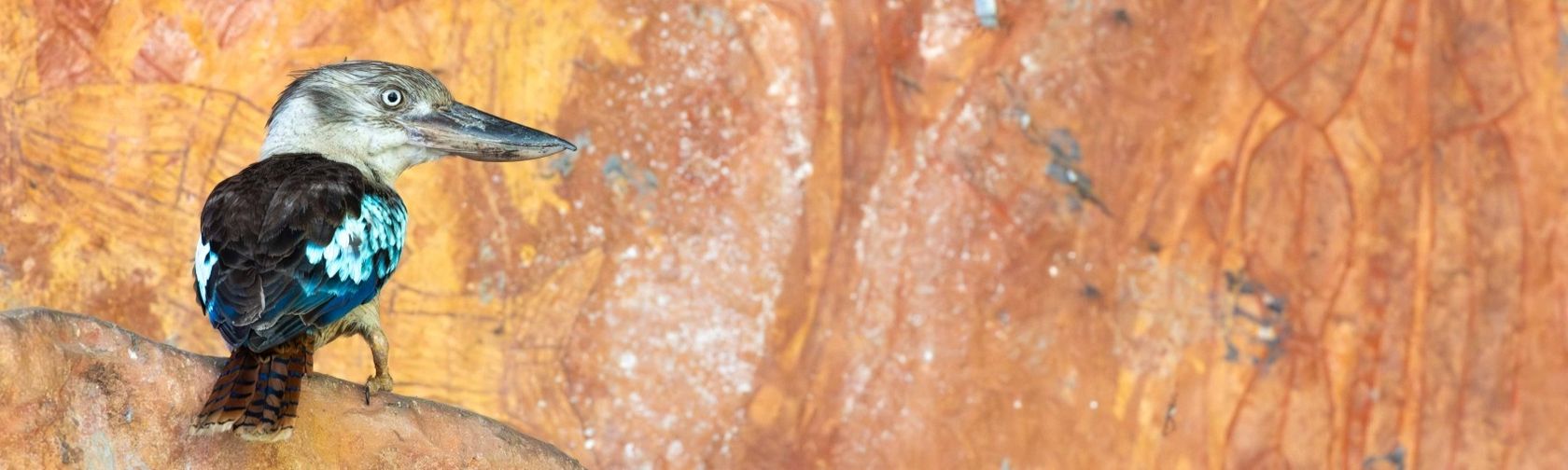 Blue-winged kookaburra