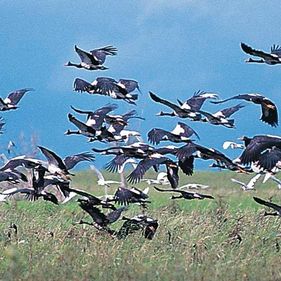 Magpie geese in flight