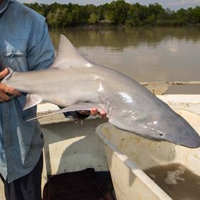 River shark