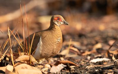 Partridge pigeon Photo: Luke Paterson