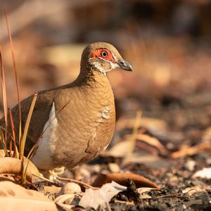 Partridge pigeon Photo: Luke Paterson