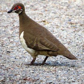 Partridge pigeon. Photo: Luke Paterson