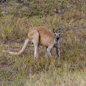 Kangaroo in the landscape. Photo: OffRoad Dreaming