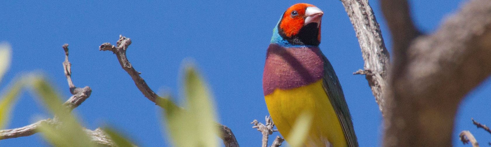 Gouldian finch. Photo: NT Immersions