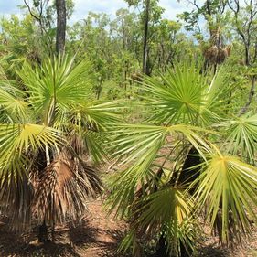 Sand palms