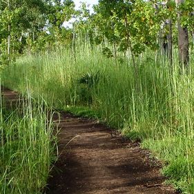 Jabiru track