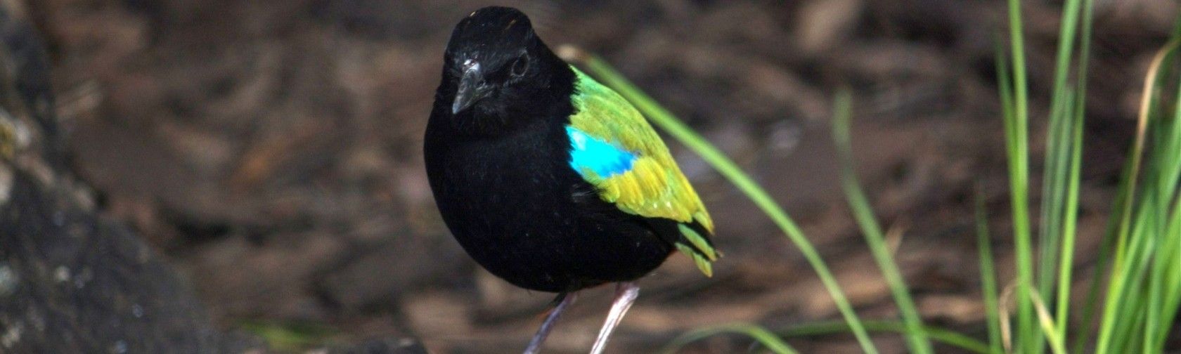 Burrungkuy (Nourlangie) Birding Tour	
