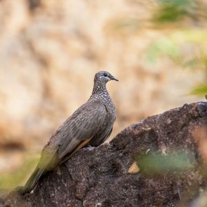 Chestnut-quilled rock pigeon