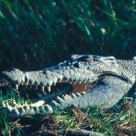 Saltwater crocodile