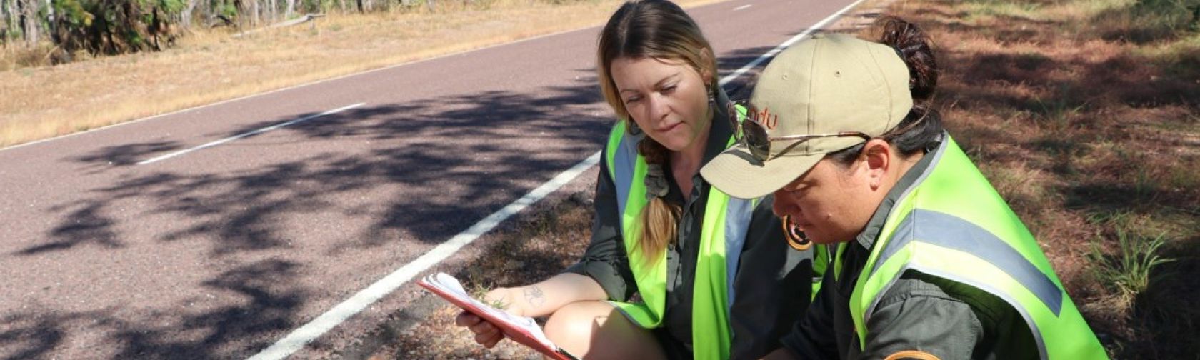 Parks Australia staff undertaking roadkill survey