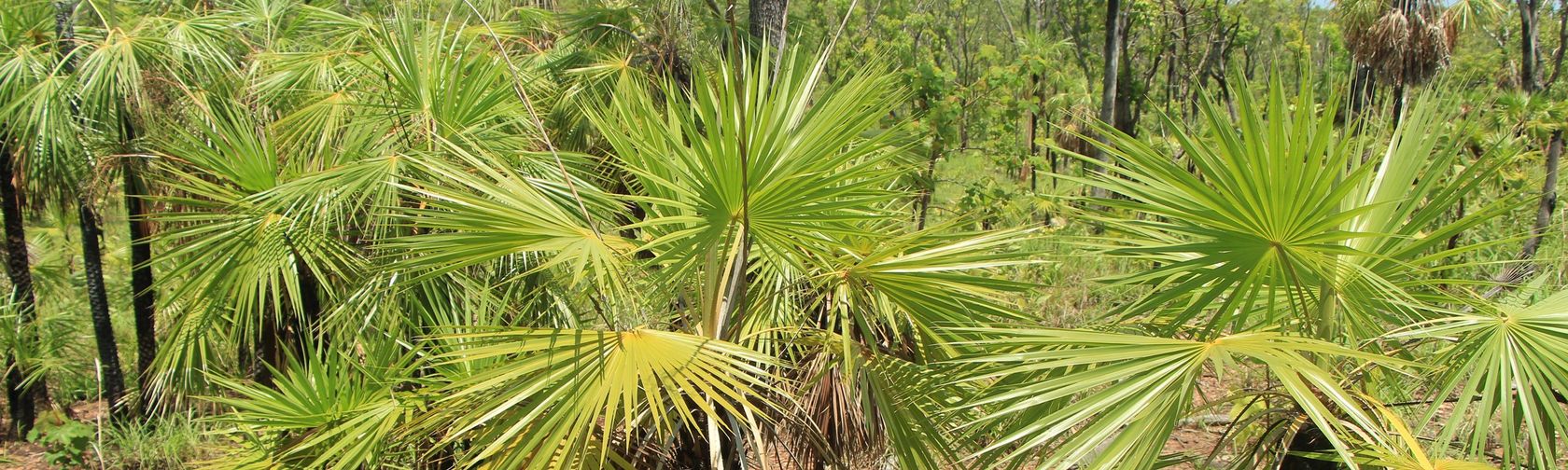 Sand palms