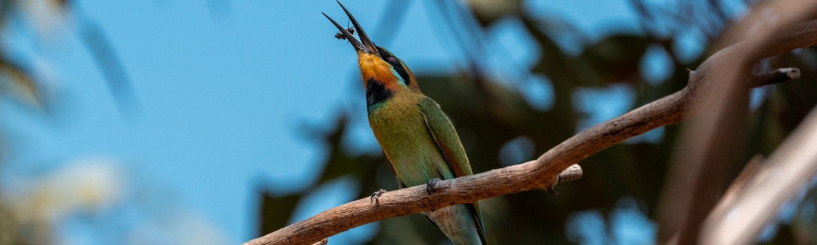 Rainbow bee eater
