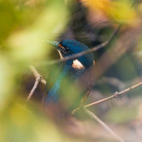 Kingfisher