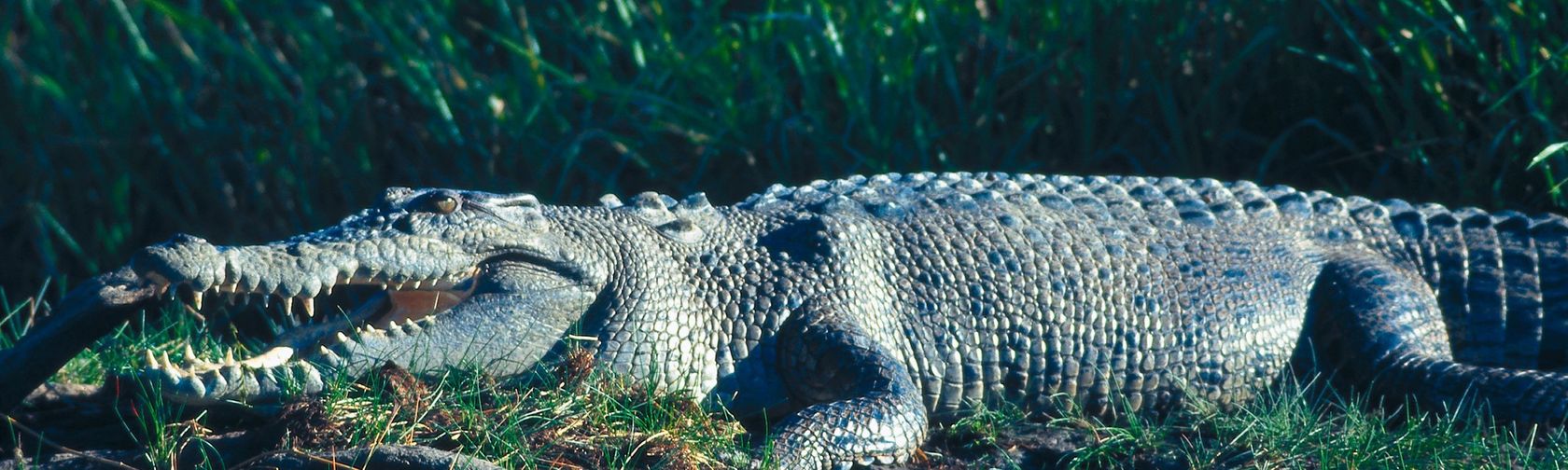 Saltwater crocodile on grass bank