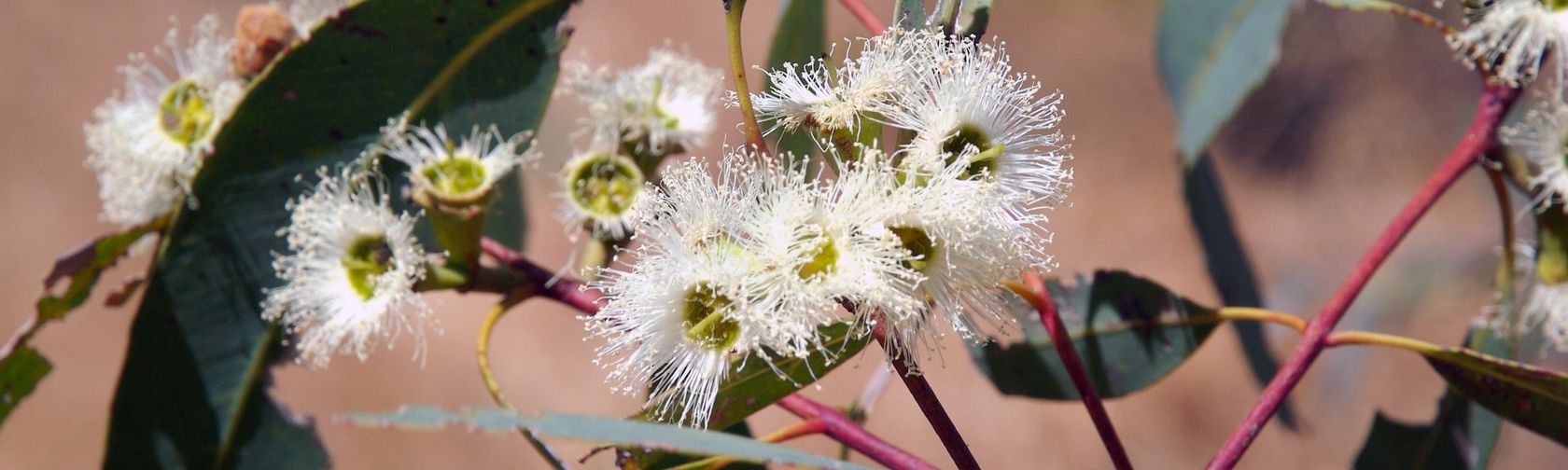 Stringybark flowers. Photo: GW Wilson / [APII](https://www.anbg.gov.au/photo/)