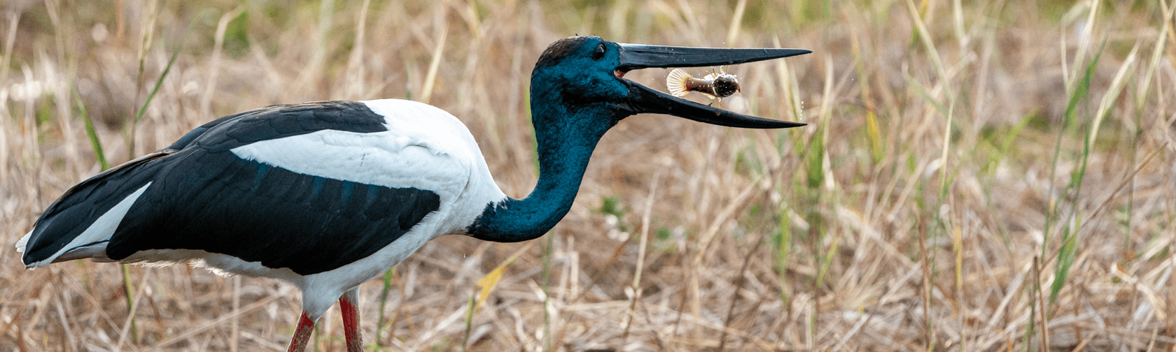 A Jabiru standing in grassland with an open beak, and a small fish caught in it mid air