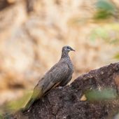 Chestnut-quilled rock pigeon