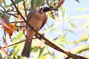 A Silver-crowned Friarbird, sitting on a branch