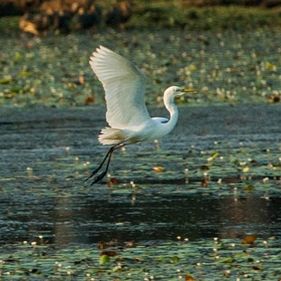 Egrets. Photo: Northern Pictures