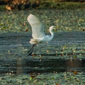 Egrets. Photo: Northern Pictures