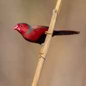 Crimson Finch. Photo: Luke Paterson| NT Bird Specialists