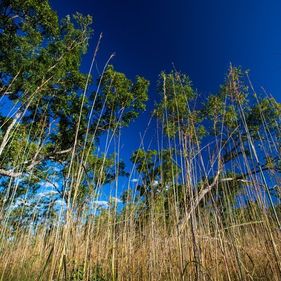 Speargrass