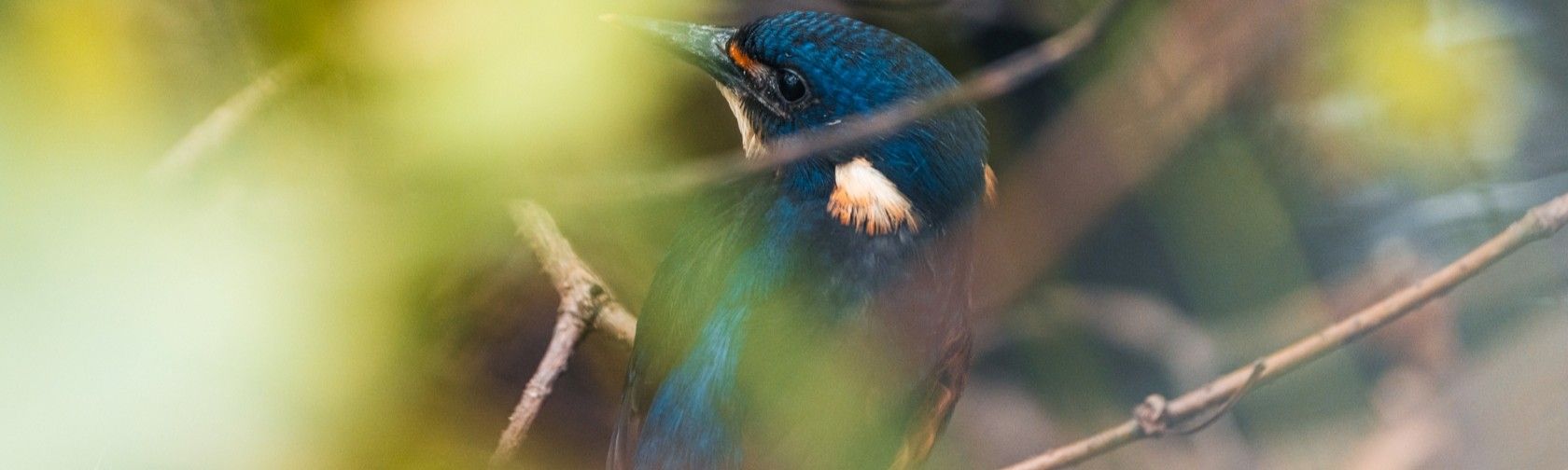 Kingfisher