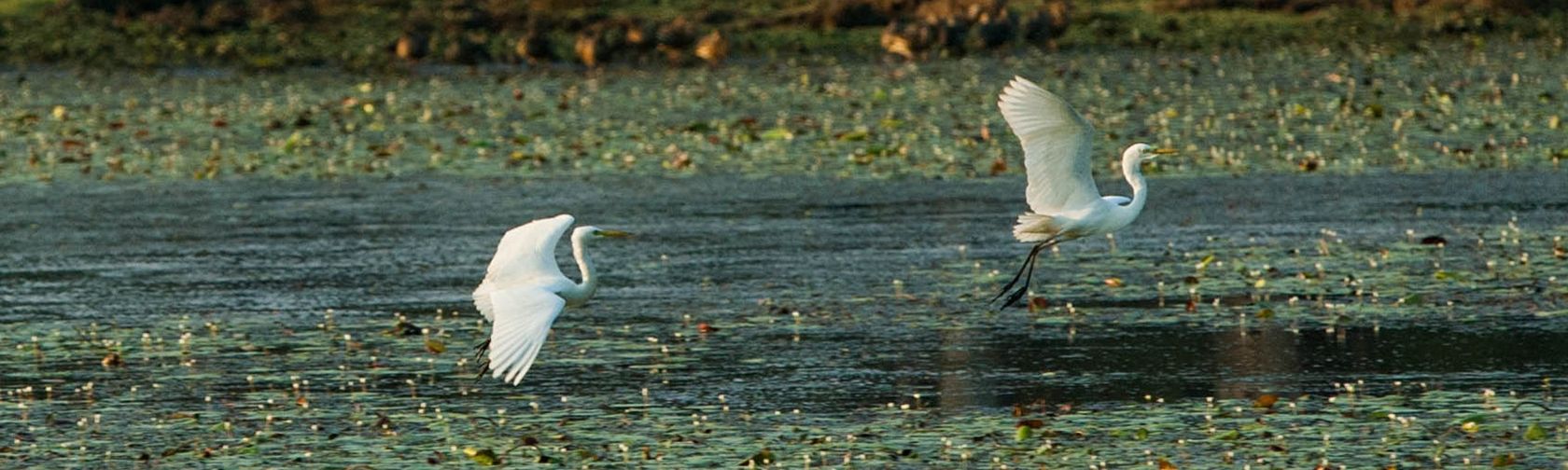 Egrets. Photo: Northern Pictures