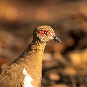 Partridge pigeon