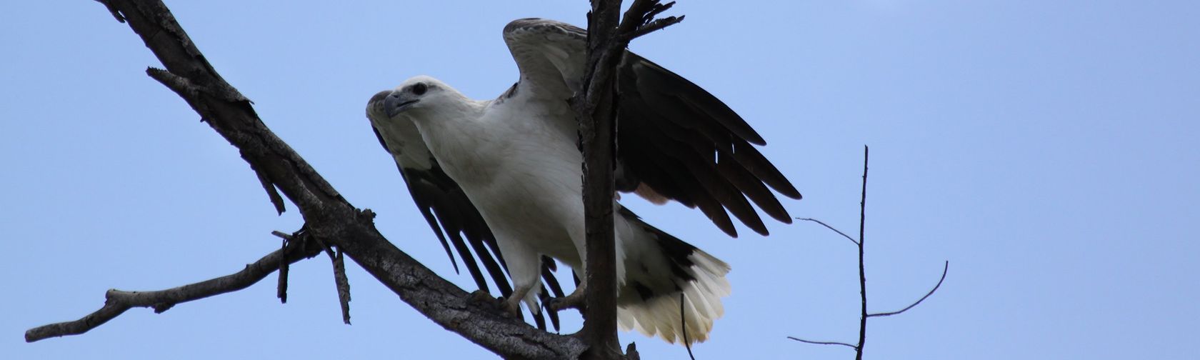 White-bellied sea eagle