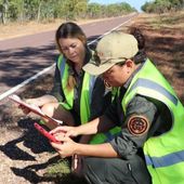 Parks Australia staff undertaking roadkill survey