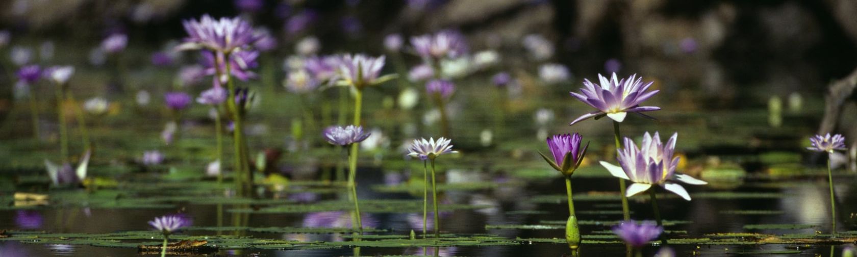 Water lilies. Photo: Tourism Australia