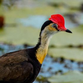 A Jacana with a black head, brown body, white neck and red crest standing in front of water lillies