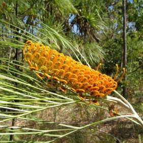 Fern-leaved grevillea. Photo: Geoff Crane