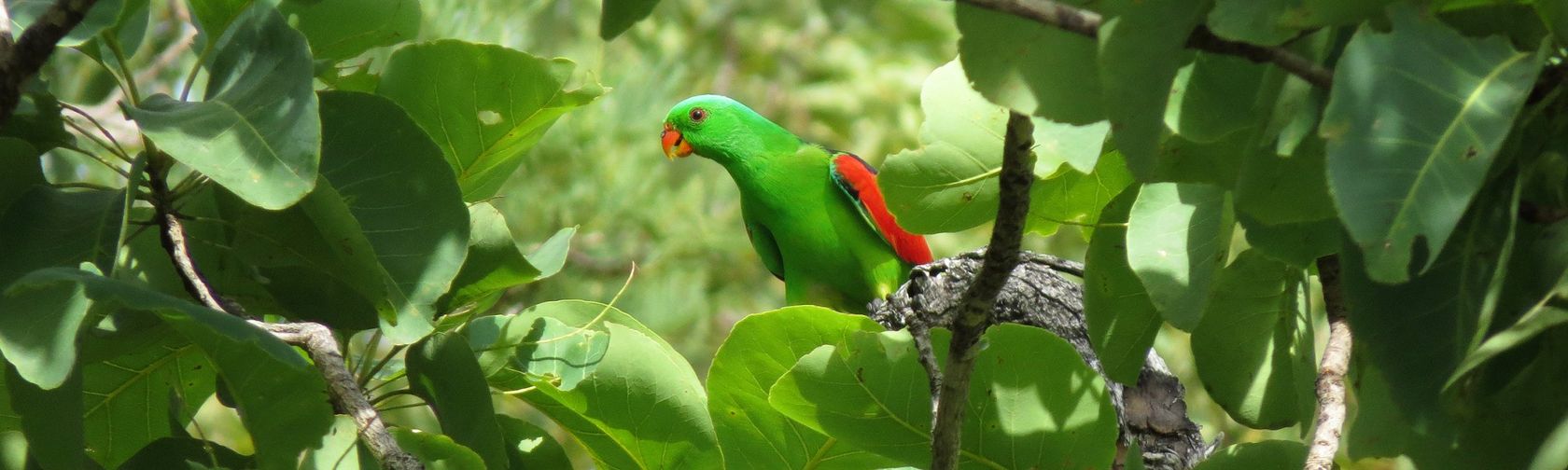 Red-winged parrot. Photo: Luke Paterson