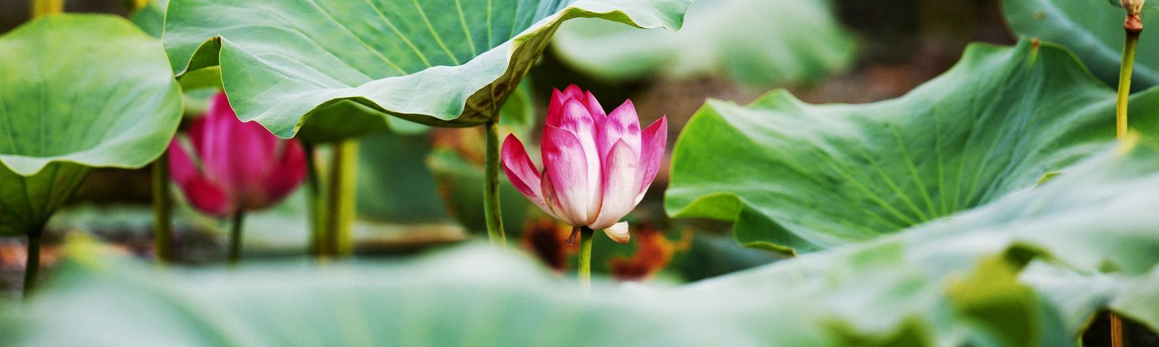 Waterlilies. Photo: Northern Pictures