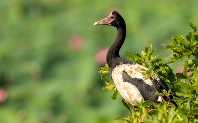 Magpie goose Photo: Luke Paterson