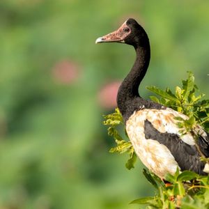 Magpie goose Photo: Luke Paterson