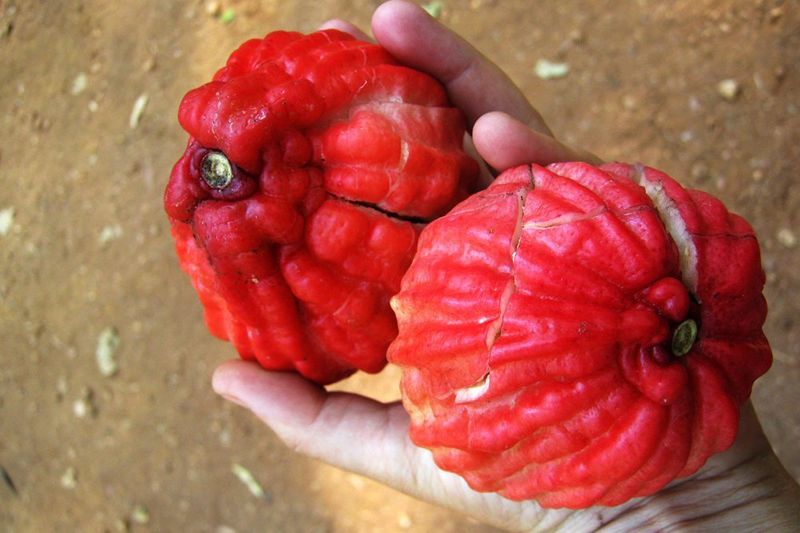 A hand holding two red bush apples.