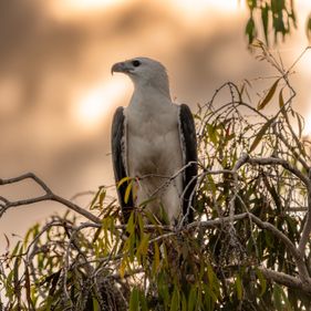 White bellied sea eagle